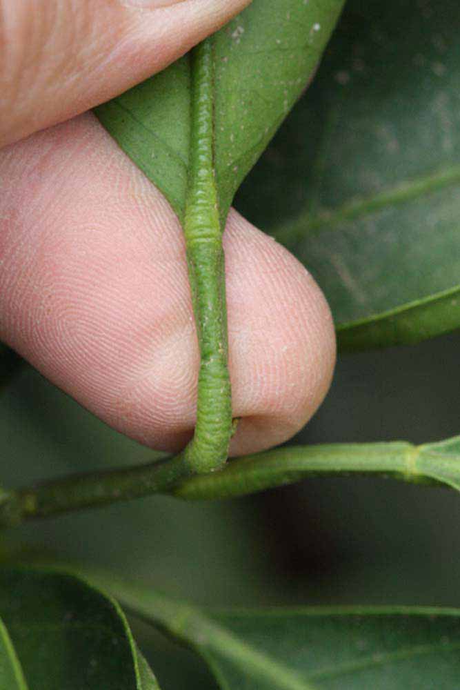              Petiole (Riverside, CA)       